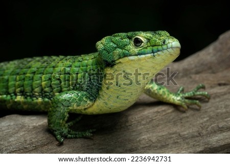 The Mexican Alligator Lizard (Abronia graminea), or Green Arboreal Alligator Lizard, or Terrestrial Arboreal Alligator Lizard, is an endangered species of lizard endemic to the highlands of Mexico. Royalty-Free Stock Photo #2236942731