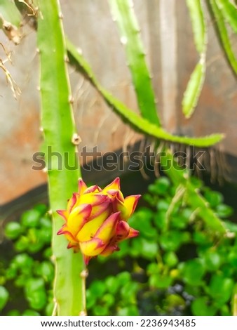 dragon fruit flower ready to bloom