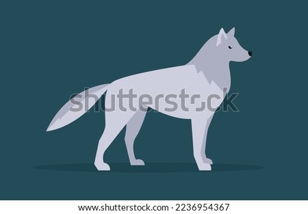 Gray wolf stands on four legs, side view