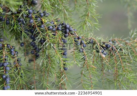 Juniper branch with blue and green berries. Juniper berries growing on tree. Medicinal plant. Evergreen tree. Juniperus communis. Ethnoscience. Royalty-Free Stock Photo #2236954901