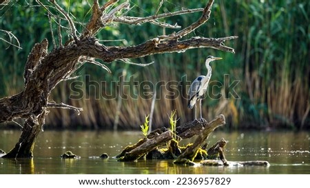 A grey heron in the wilderness of the Danube Delta in Romania