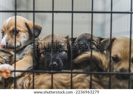 Adorable mixed-breed few months old puppies behind black metal cage looking at camera. Private dog shelter. Saved dogs. High quality photo
