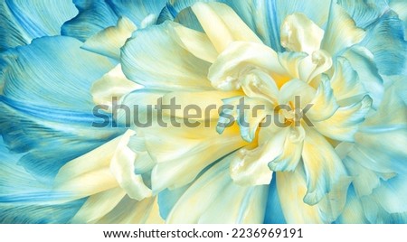 Flower  yellow-blue  tulips  and petals.  Floral  background. Petals tulips. Close-up. Nature. Royalty-Free Stock Photo #2236969191