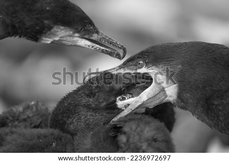 cormorants mother feed babies, black and white picture