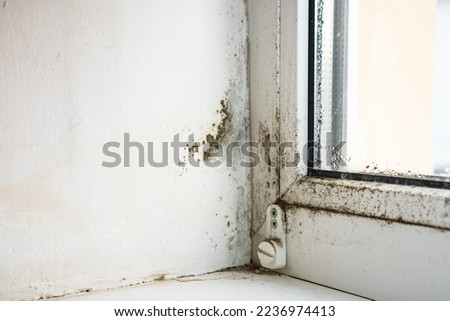 Mold and fungus on the wall and white window. Royalty-Free Stock Photo #2236974413