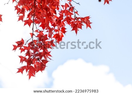 Autumn colorful red maple leaf under the maple tree with blurred background