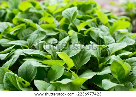 Green vegetable leaves picture, healthy diet food. growing vegetable plants.