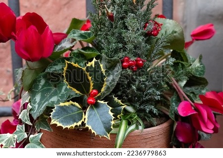 Christmas bouquet with mistletoe, pine tree and purple cyclamen in clay pot outdoors. Winter floral composition. New year decoration. Blooming flowers. Gardening concept. December vacation. Wallpaper