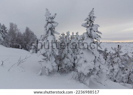 Siberia winter frozen trees. Khakassia mountains cold wonderland in kuznetskiy alatau