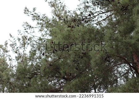slender trunked trees with thin dry branches in the forest. colorful leaves fallen from trees, in every shade of green, and cloudy dark sky. forest background, dry leaf weather landscapes
