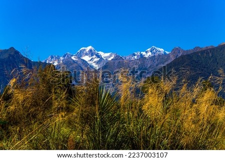 Lush New Zealand vegetation. In the distance snow-capped  highest peak of New Zealand Mount Cook and the Fox Glacier. Wonderful warm sunny day