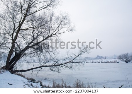 A large tree on the bank of a frozen river bent down
