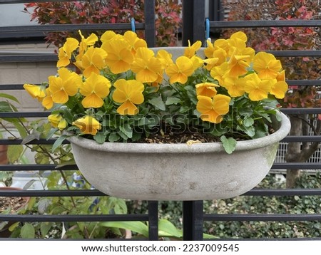 Yellow Pansy:  It is a type of large-flowered hybrid plant cultivated as a garden flower.