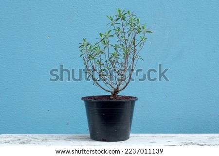 small Pemphis acidula , is a shrub whose habitat usually grows in the tropics