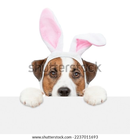 Jack Russell terrier puppy wearing easter rabbits ears looks from behind empty white banner. Isolated on white background