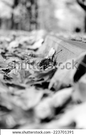 Autumn leaves/black and white photo