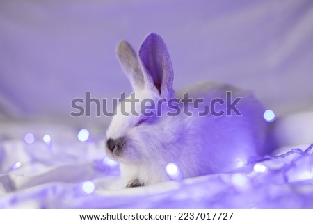 Portrait of sleeping little white rabbit with blue Christmas lights. Closeup. Selective focus.