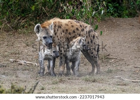 A caring spotted mother Hyena with its cute two cubs spotted at Masai Mara, Kenya. August 2022