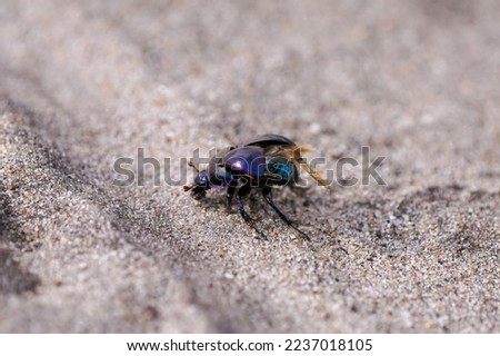 Black dung beetle on sandy ground. Anoplotrupes stercorosus.	 Royalty-Free Stock Photo #2237018105