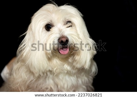 Dog happy to be a model in the studio