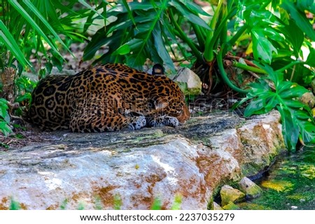 A jaguar resting on the rock and living in the wild in the middle of the tropical jungle of the Mayan Riviera in Mexico, this is a very cunning and fast feline that lives in America.