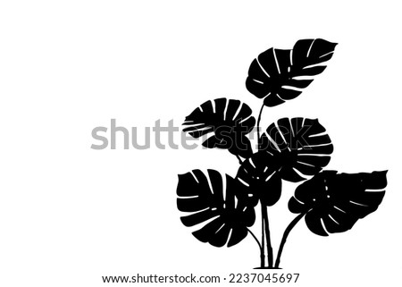 Black silhouette of a fern isolated on a white background. Silhouette of a plant on a white background.