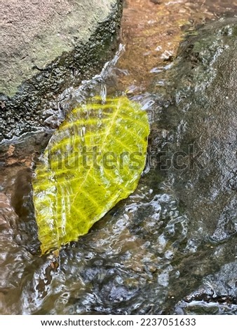 leaf rock waterfall yellow line layer