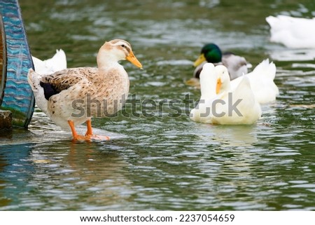 Ducks on water close up.
