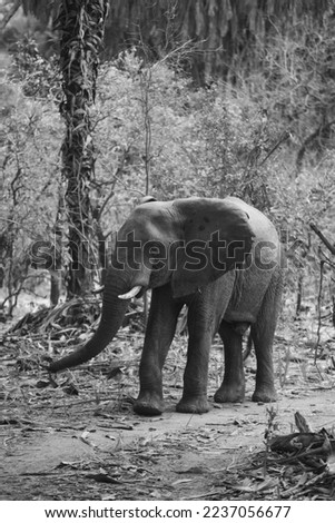 Elephants in natural habitat, photo taken on Safari in Selous National Park