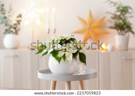 festive cozy interior arrangement, winter christmas concept, white poinsettia flower, lights Royalty-Free Stock Photo #2237059823