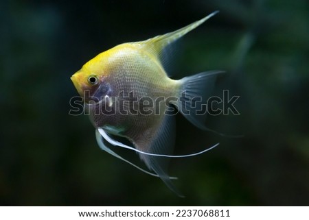 Portrait of freshwater angelfish or Scalare, Pterophyllum scalare, orange black white silver color