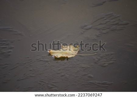 A leaf on a frozen pond