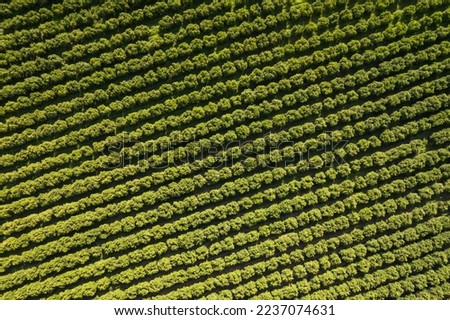 Top down view of orchards with fruit trees. Beautiful regular lines of fresh green trees from above. Drone footage aerial view of a fruit garden. Agricultural abstract background Royalty-Free Stock Photo #2237074631