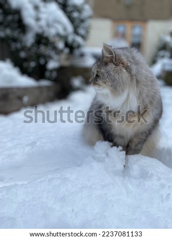 Cat in the snow in london england in backyard. high quality photo