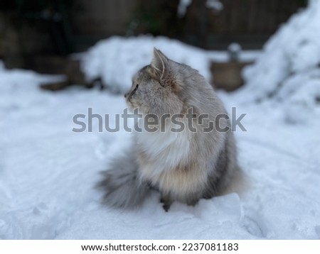 Cat in the snow in london england in backyard. high quality photo