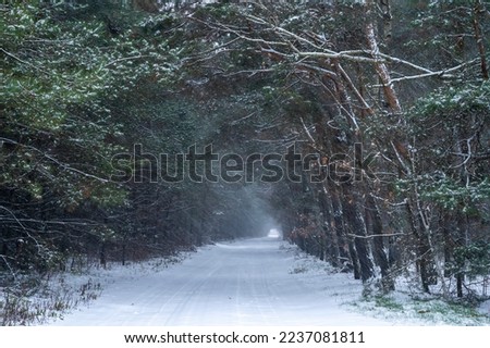 Road to the forest covered with the first winter snow, wind, falling snow