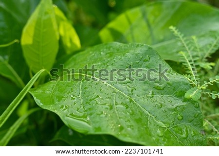 Fresh green leaves covered with morning dew