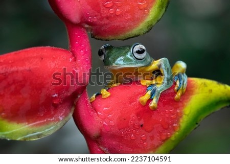 Javan tree frog on red bud, Flying frog sitting on green leaves, beautiful tree frog on green leaves, Rhacophorus reinwardtii closeup, Indonesian tree frog