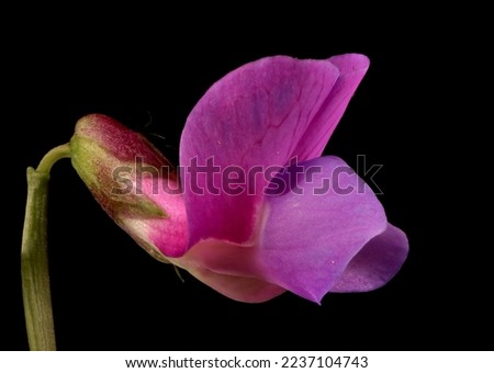 Spring Vetchling (Lathyrus vernus). Flower Closeup Royalty-Free Stock Photo #2237104743