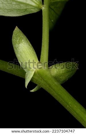 Spring Vetchling (Lathyrus vernus). Stipules Closeup Royalty-Free Stock Photo #2237104747