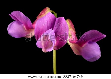 Spring Vetchling (Lathyrus vernus). Inflorescence Detail Closeup Royalty-Free Stock Photo #2237104749