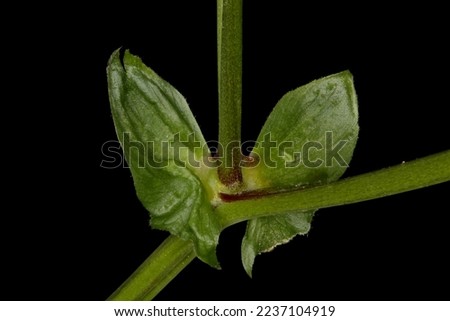 Spring Vetchling (Lathyrus vernus). Stipules Closeup Royalty-Free Stock Photo #2237104919