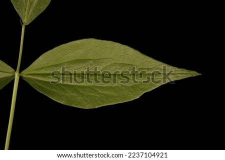 Spring Vetchling (Lathyrus vernus). Leaflet Closeup Royalty-Free Stock Photo #2237104921