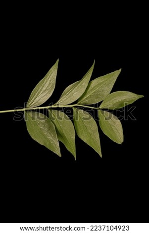 Spring Vetchling (Lathyrus vernus). Leaf Closeup Royalty-Free Stock Photo #2237104923