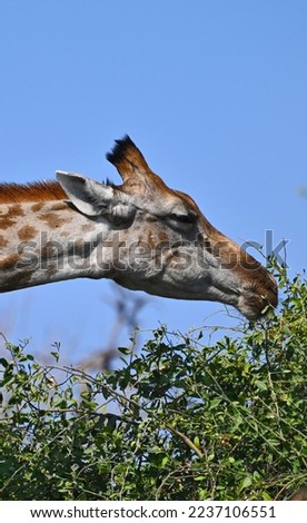 A single Giraffe, eating leaves from a tree at Chobe National Park in Botswana