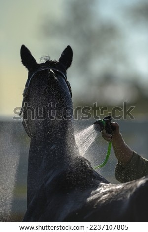 bathing horse with hose spray nozzle spraying water onto horses neck rinsing off horse cooling down or washing horse groom washing horse equine bath time vertical format type space spring background Royalty-Free Stock Photo #2237107805