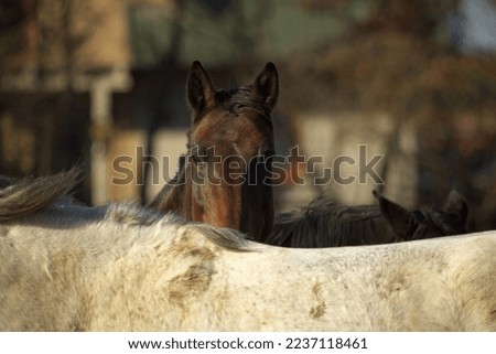 Closeup of horse. Animals in the village, countryside landscape. Head horse closeup. Eye closeup of horse