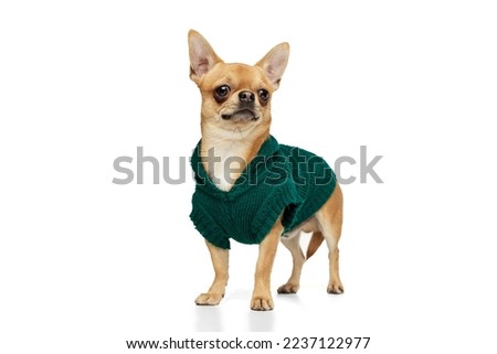 Fashion model in warm sweater. Cute pale yellow color chihuahua dog wearing animal clothes isolated on white studio background. Concept of dog's fashion, animal lifestyle, vet, care Royalty-Free Stock Photo #2237122977