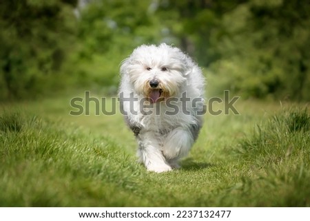 Old English Sheepdog running directly towards the camera in a field Royalty-Free Stock Photo #2237132477