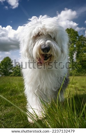 Old English Sheepdog walking directly towards the camera with blue and clouds sky Royalty-Free Stock Photo #2237132479
